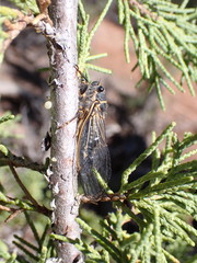 Platypedia putnami lutea