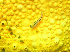 Parablennius laticlavius