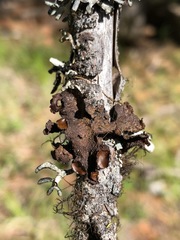 Melanohalea subolivacea