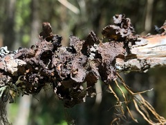 Melanohalea subolivacea