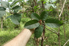 Sterculia quadrifida