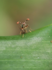 Megalabops quadriguttata