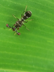 Megalabops quadriguttata