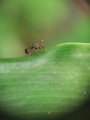 Megalabops quadriguttata