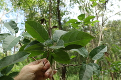 Sterculia quadrifida