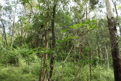 Sterculia quadrifida