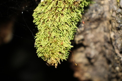 Schizymenium bryoides