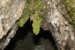 Schizymenium bryoides