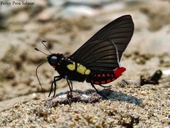 Mysarbia sejanus