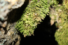 Schizymenium bryoides