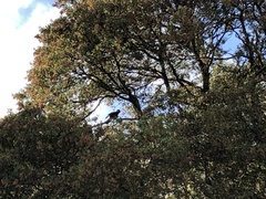 Zanda funerea funerea