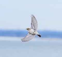 Horned Lark photo 5