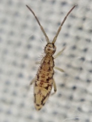 Entomobrya intermedia
