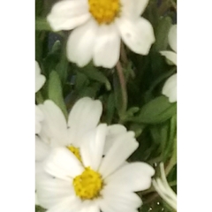 Melampodium leucanthum