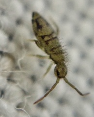 Entomobrya