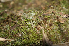 Philonotis scabrifolia