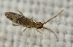 Entomobrya