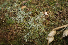Philonotis scabrifolia