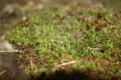 Schizymenium bryoides