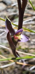 Thelymitra formosa