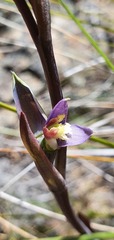 Thelymitra formosa