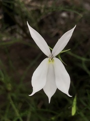 Lithotoma anethifolia