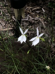 Lithotoma anethifolia