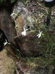 Lithotoma anethifolia