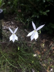 Lithotoma anethifolia