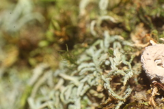 Philonotis scabrifolia