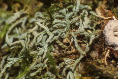 Philonotis scabrifolia