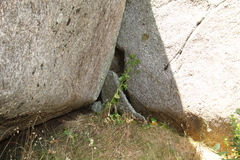 Ornduffia calthifolia