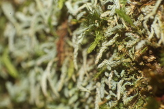 Philonotis scabrifolia
