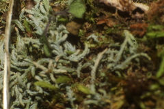 Philonotis scabrifolia