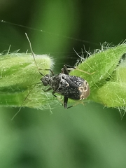 Charagochilus