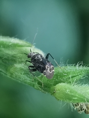 Charagochilus