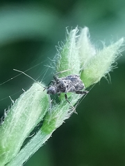 Charagochilus