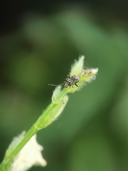 Charagochilus