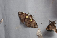 Antiblemma albipunctata