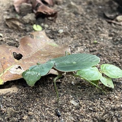 Prohierodula laticollis
