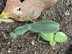 Prohierodula laticollis