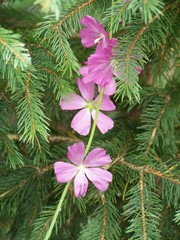 Sidalcea neomexicana