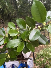 Ficus obliqua