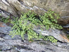 Cystopteris tasmanica