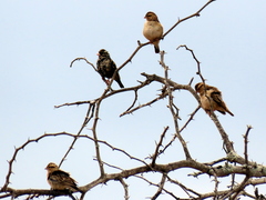 Vidua funerea funerea