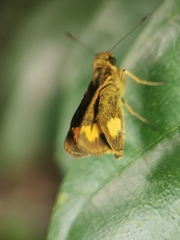 Oriens paragola