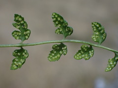 Cystopteris tasmanica