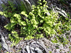 Cystopteris tasmanica