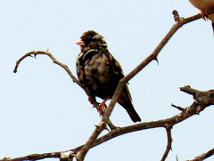 Vidua funerea funerea