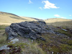 Cystopteris tasmanica